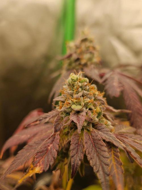 Gary Sherbet. Week 17