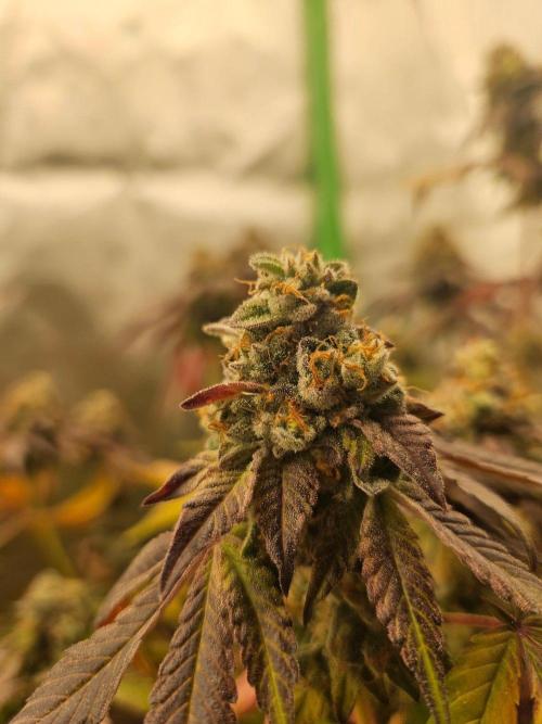 Gary Sherbet. Week 17