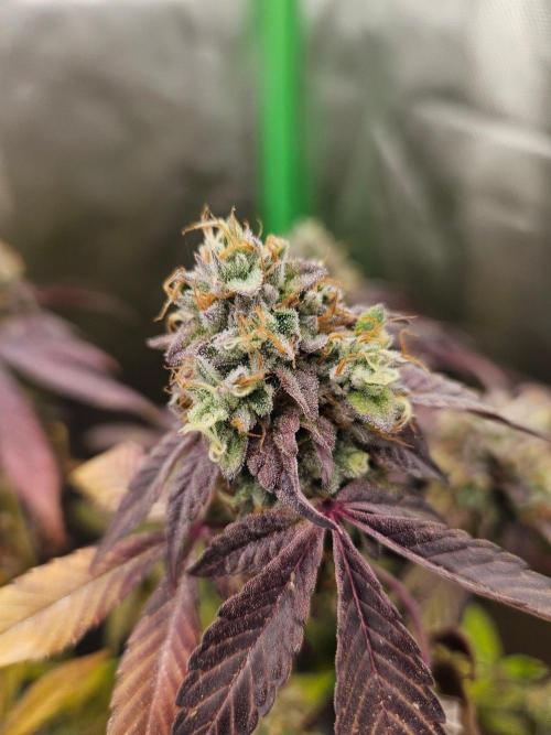 Gary Sherbet. Week 17