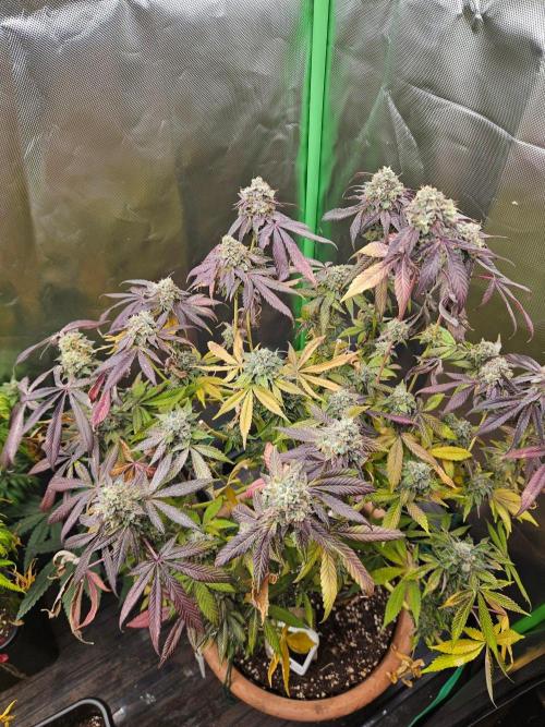 Gary Sherbet. Week 17