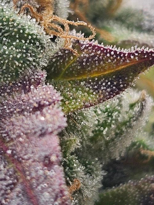 Gary Sherbet. Week 17