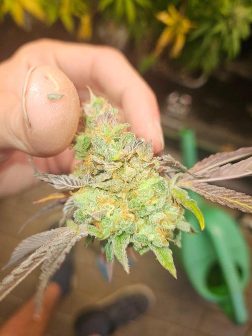 Gary Sherbet. Week 17