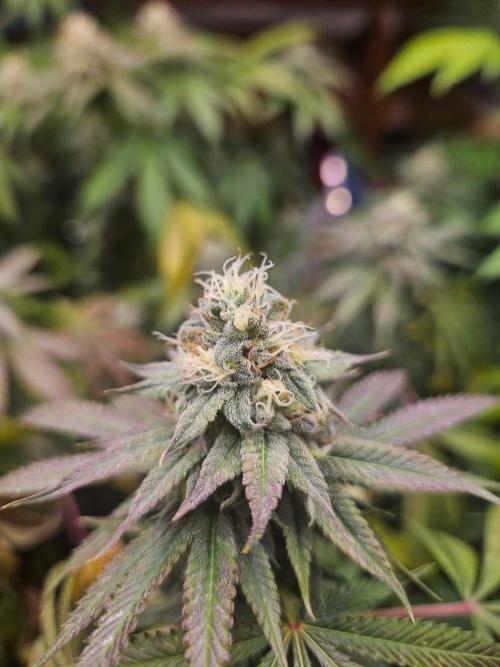 Gorilla Melon. Week 17