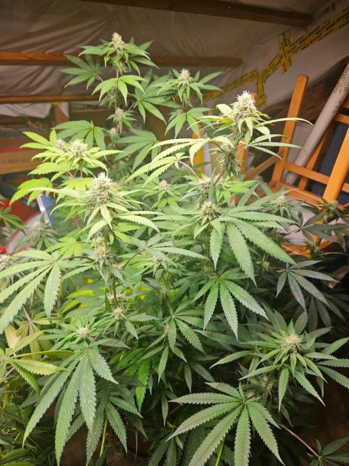 Lemon Cherry Runtz🍒. Week 16