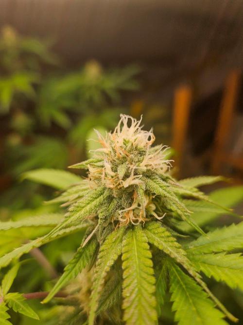 Lemon Cherry Runtz. Week 16