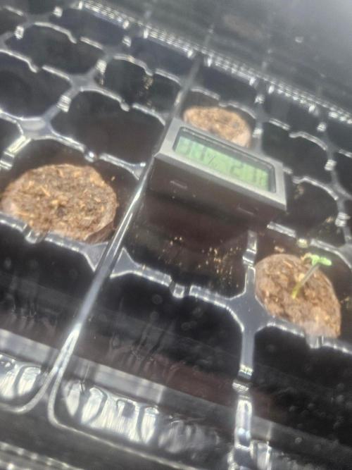 LA Kush Cake 🎂. Week 0