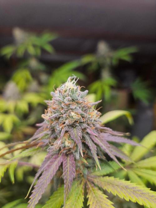 Lemon Cherry Runtz🍒. Week 19