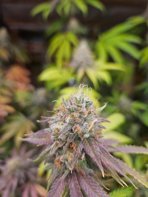 Lemon Cherry Runtz🍒. Week 19