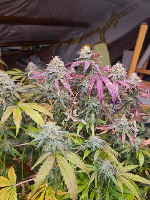 Gorilla Melon🍉😋. Week 20