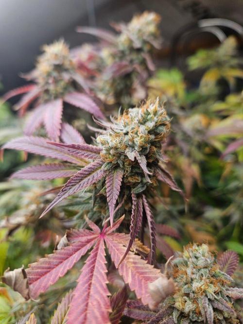 Gorilla Melon🍉😋. Week 20