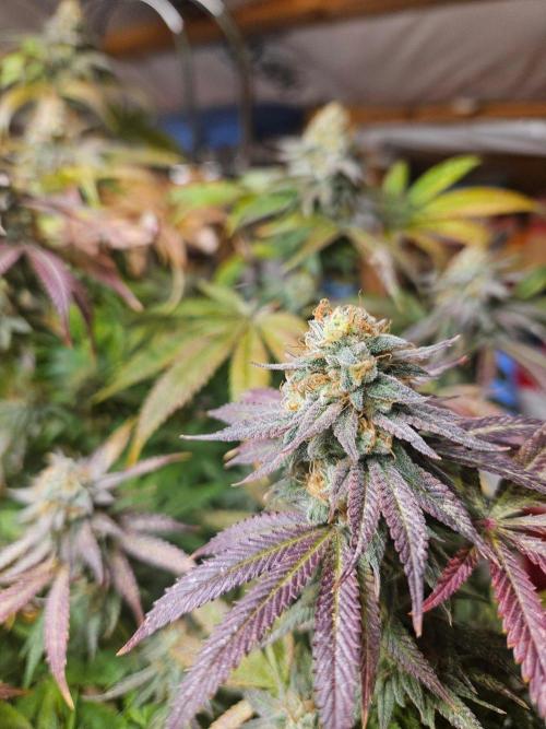 Gorilla Melon🍉😋. Week 20