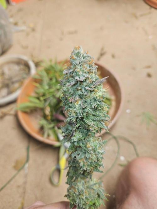 Gorilla Melon. Week 20