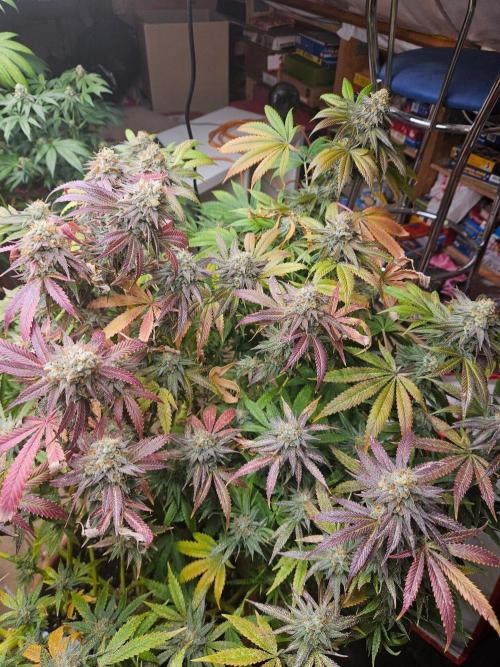 Gorilla Melon🍉😋. Week 20