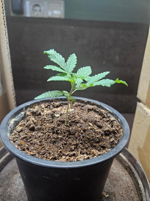 LA Kush Cake 🎂. Week 2