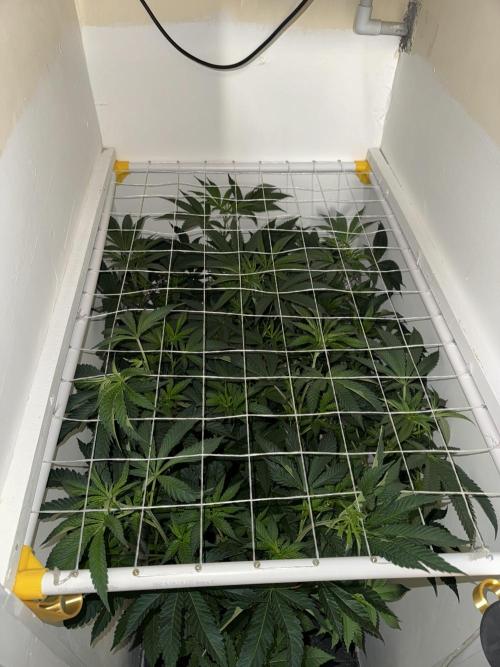 Melonade runtz. Week 5