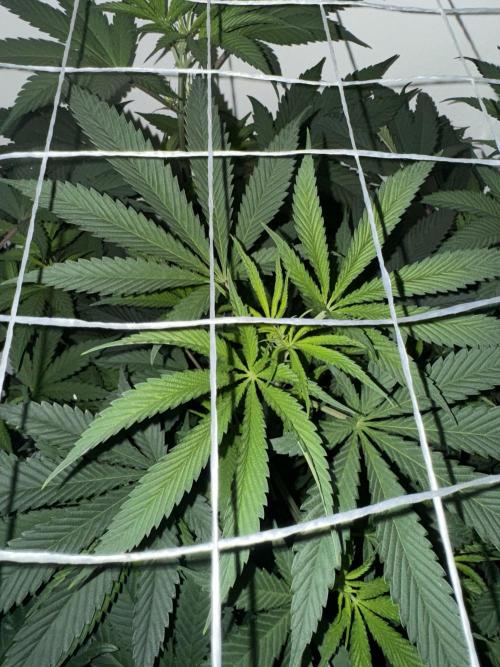 Melonade runtz. Week 5