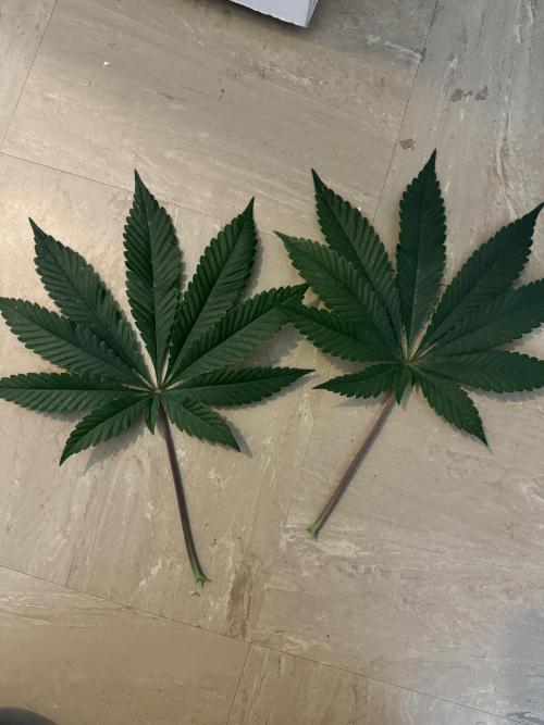 Melonade runtz. Week 5