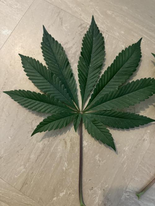 Melonade runtz. Week 5