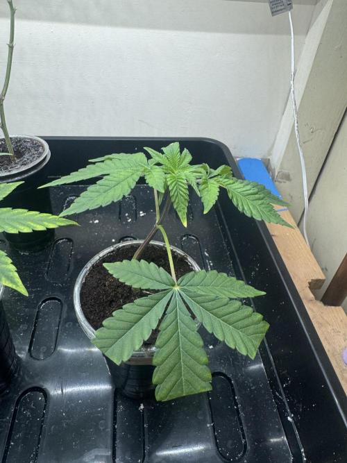 Melonade runtz. Week 5