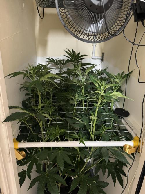 Melonade runtz. Week 6