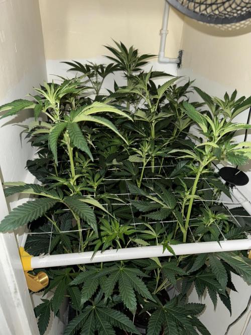 Melonade runtz. Week 6