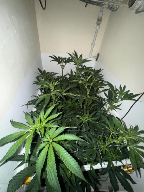 Melonade runtz. Week 6