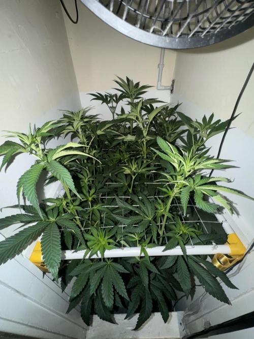 Melonade runtz. Week 6
