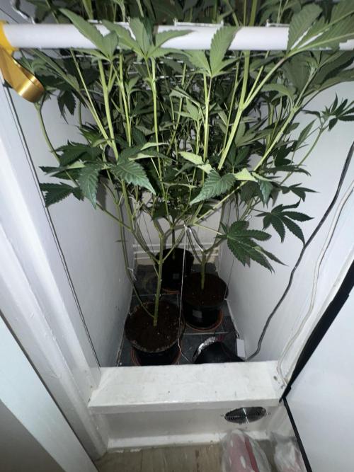 Melonade runtz. Week 6