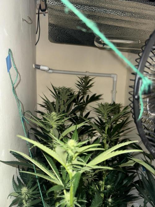 Melonade runtz. Week 7