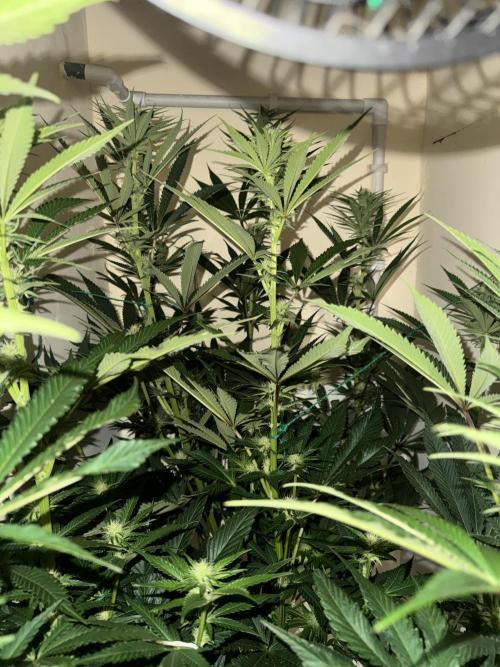 Melonade runtz. Week 7