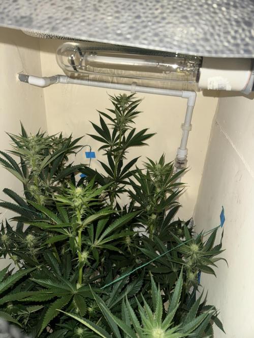 Melonade runtz. Week 7