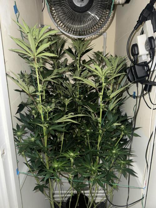 Melonade runtz. Week 7