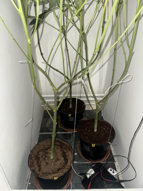 Melonade runtz. Week 7