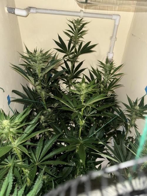 Melonade runtz. Week 7