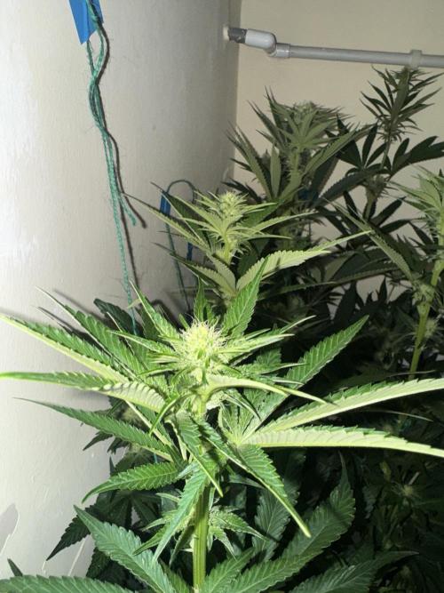 Melonade runtz. Week 7