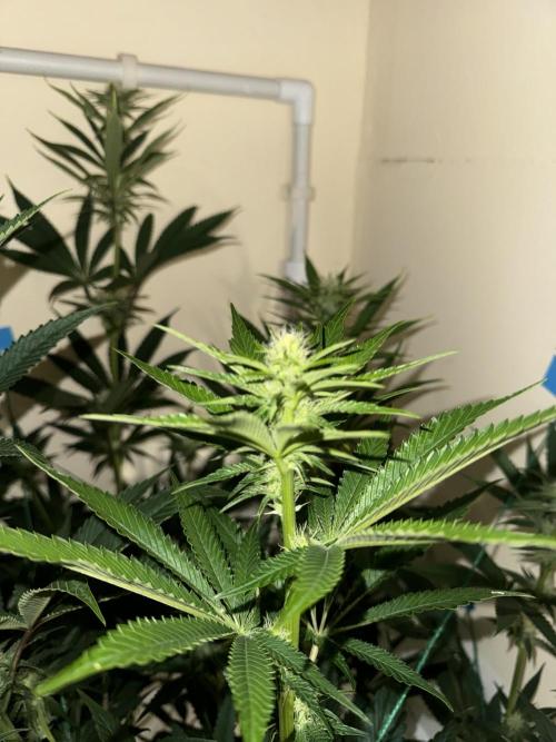 Melonade runtz. Week 7