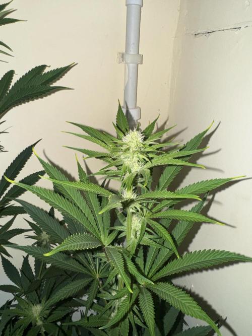 Melonade runtz. Week 7