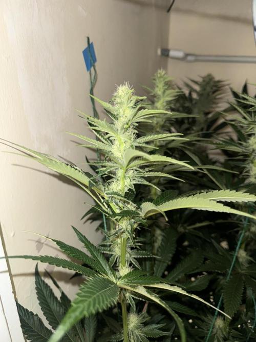 Melonade runtz. Week 8