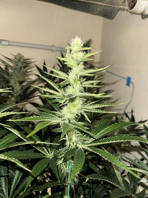 Melonade runtz. Week 8