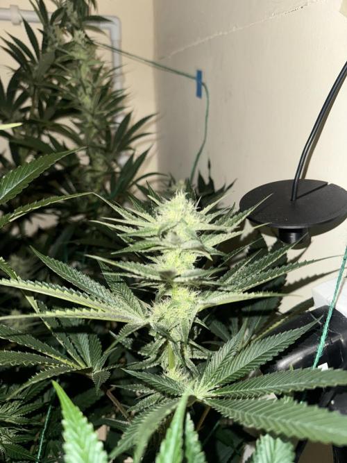 Melonade runtz. Week 8