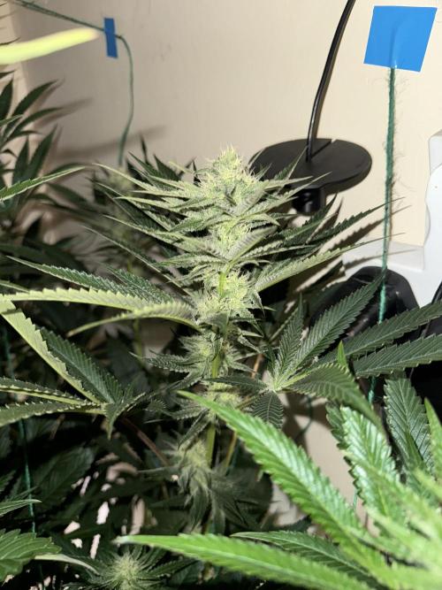 Melonade runtz. Week 8