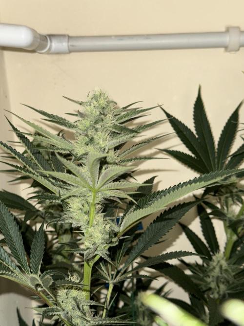 Melonade runtz. Week 8