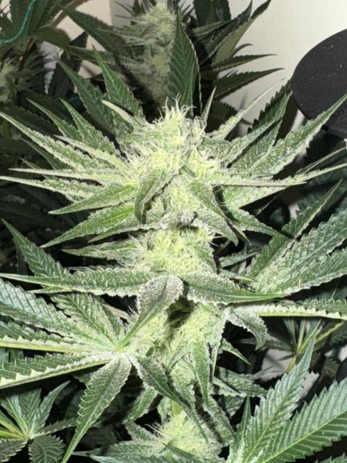 Melonade runtz. Week 8