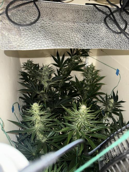 Melonade runtz. Week 8