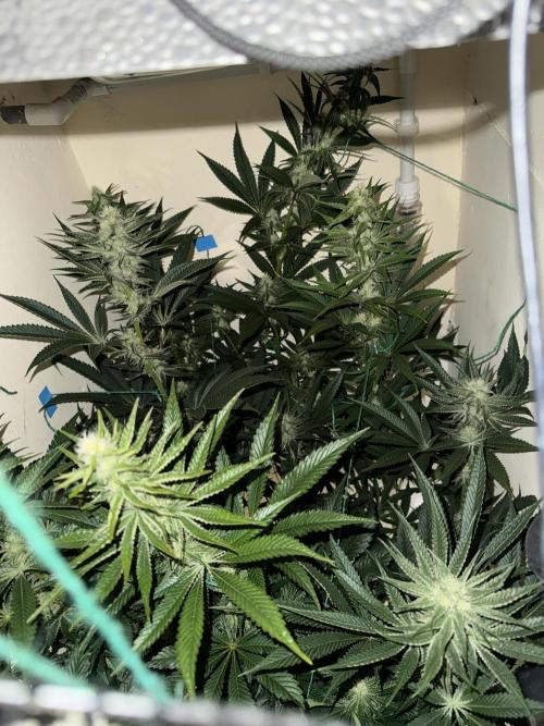 Melonade runtz. Week 8