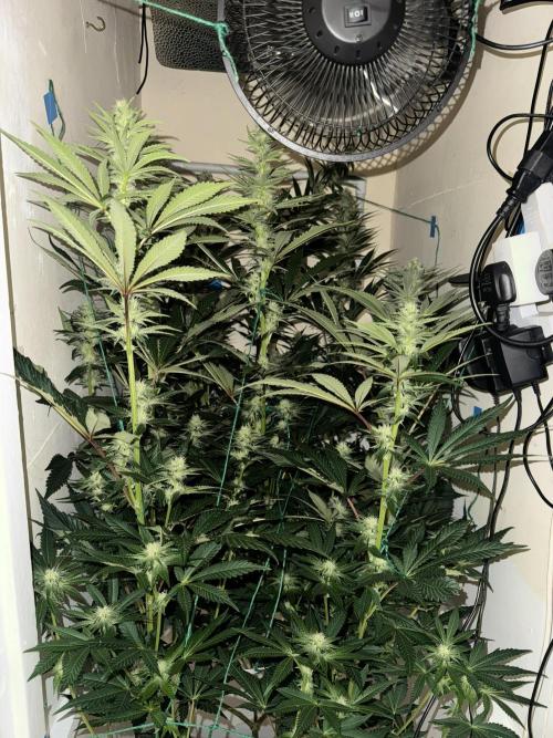 Melonade runtz. Week 8