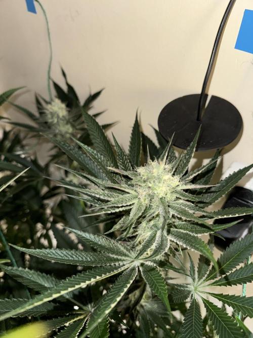 Melonade runtz. Week 9 - Plant #2 