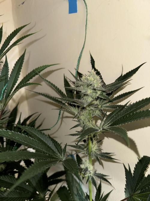 Melonade runtz. Week 9 - Plant #2