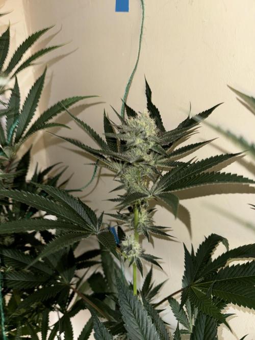 Melonade runtz. Week 9 - Plant #2