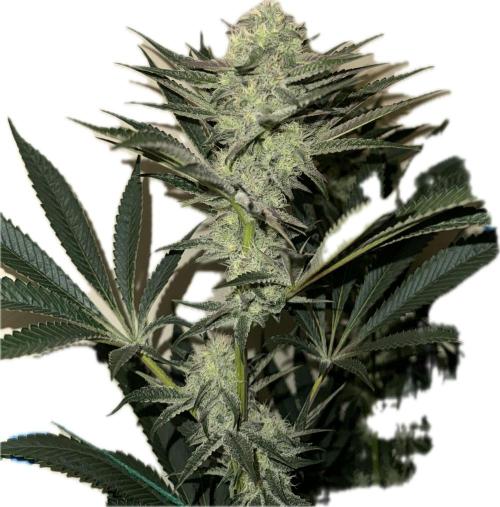 Melonade runtz. Week 9 - Plant #2